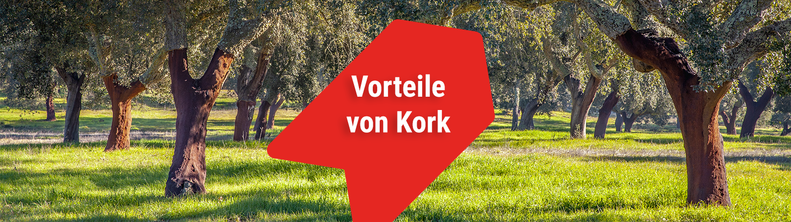 Vorteile von Kork